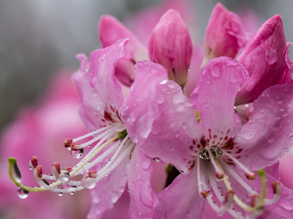 The Remarkable Rhododendron Ramble to kick off at Grandfather Mountain on  May 27