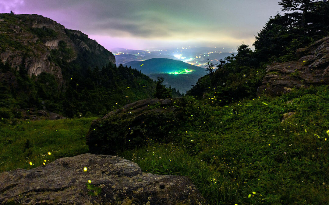 Grandfather Glows: Firefly Viewing