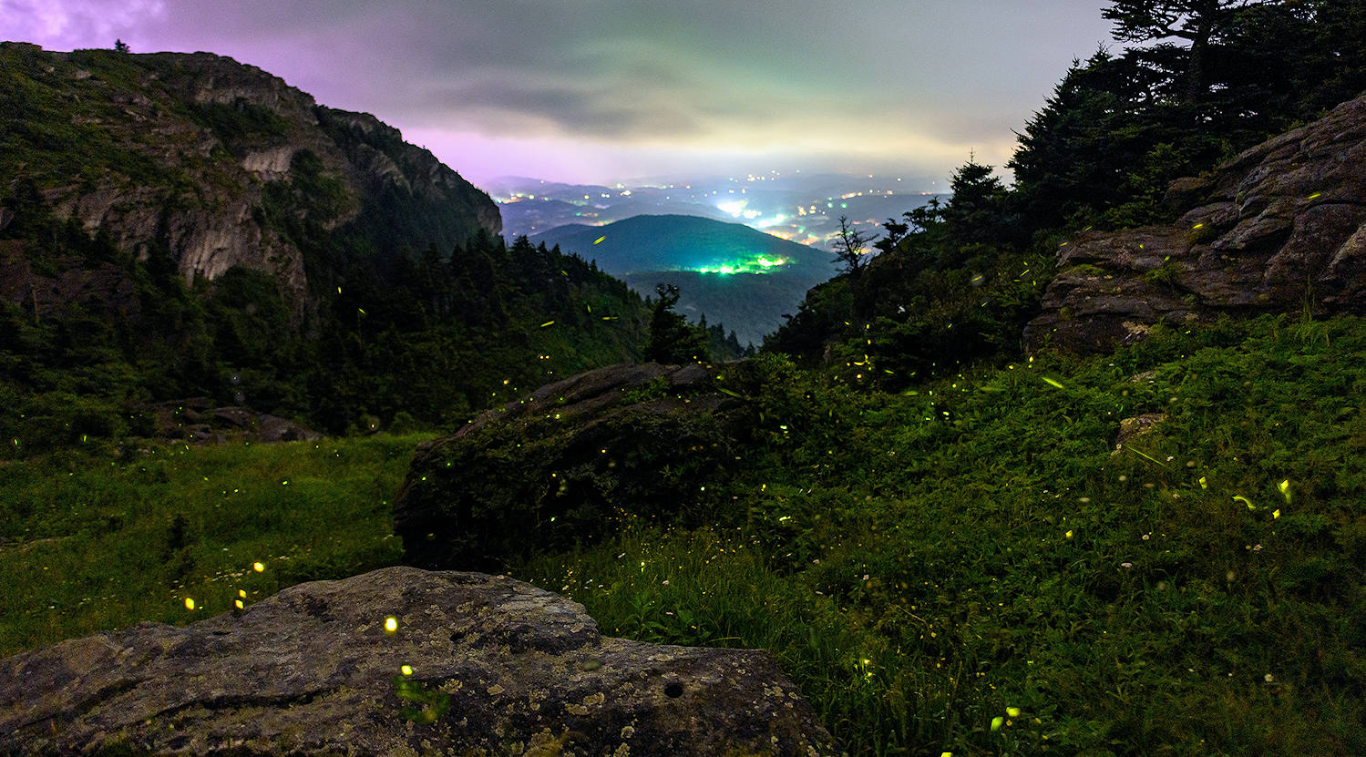 Firefly Species on Grandfather - Grandfather Mountain