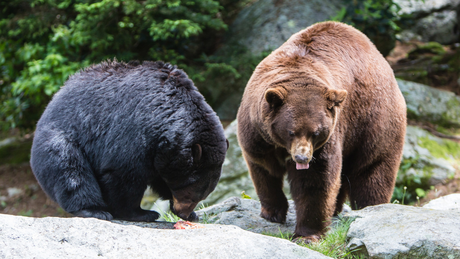 Black bears on Grandfather Mountain enjoying a birthday cake enrichment