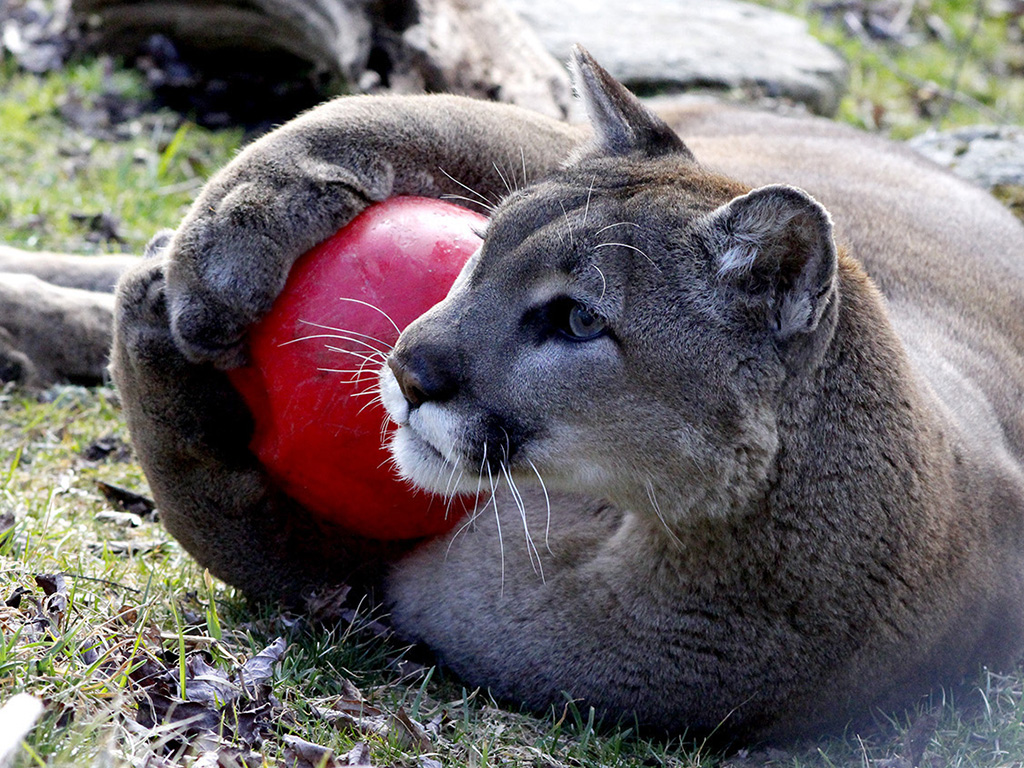 A Western cougar holding an enrichment ball at Grandfather Mountain