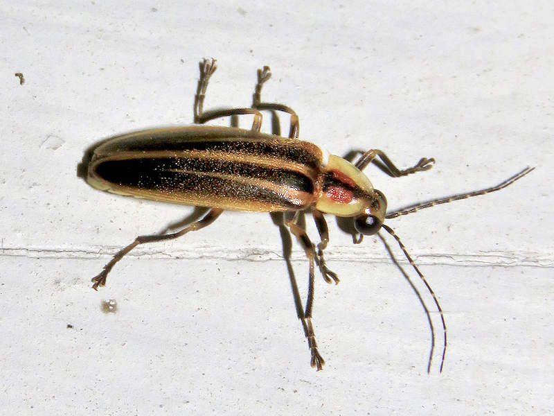 Adult Field Course Fireflies of North Carolina Grandfather Mountain