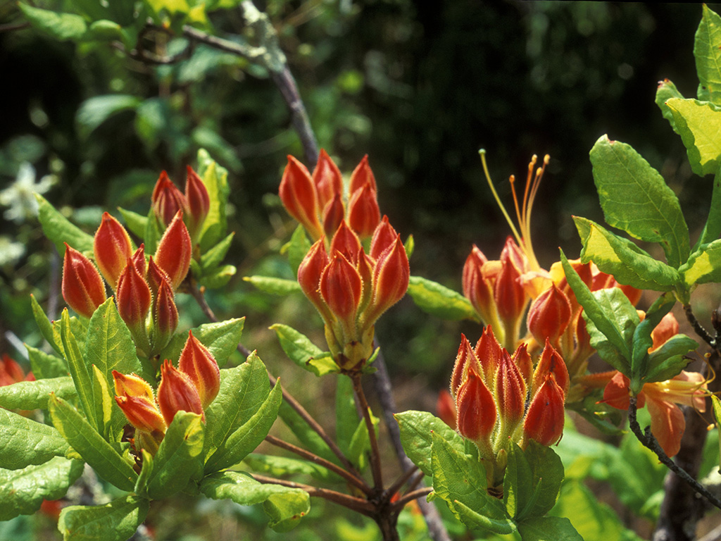 Flame azalea on Grandfather Mountain