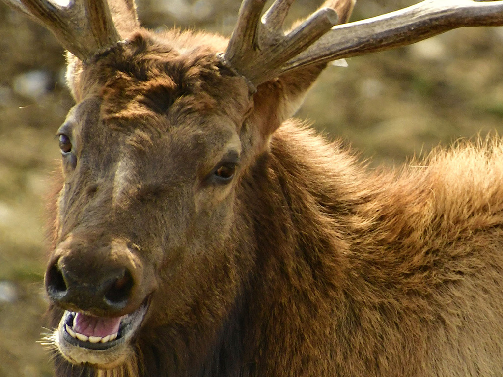 A bull elk at Grandfather Mountain