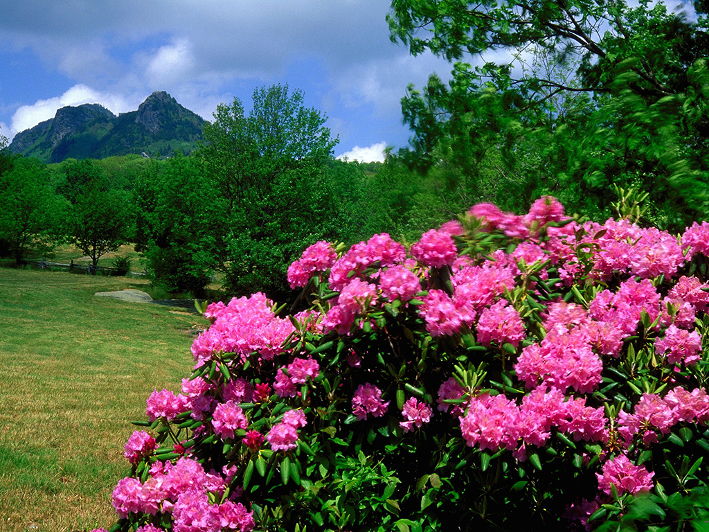 Catawba rhododendron in front of Grandfather Mountain