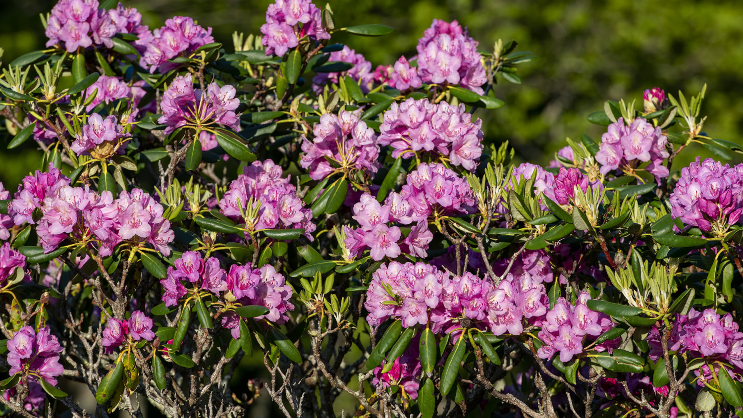 Catawba rhododendron in bloom on Grandfather Mountain