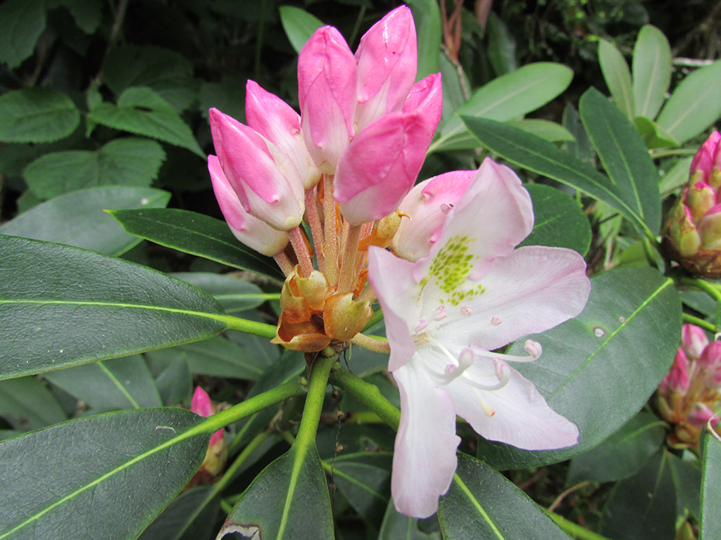 Rosebay rhododendron blooming on Grandfather Mountain