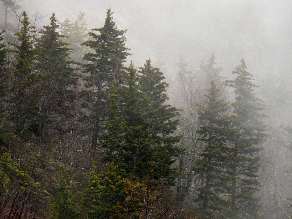 Trees in fog on Grandfather Mountain