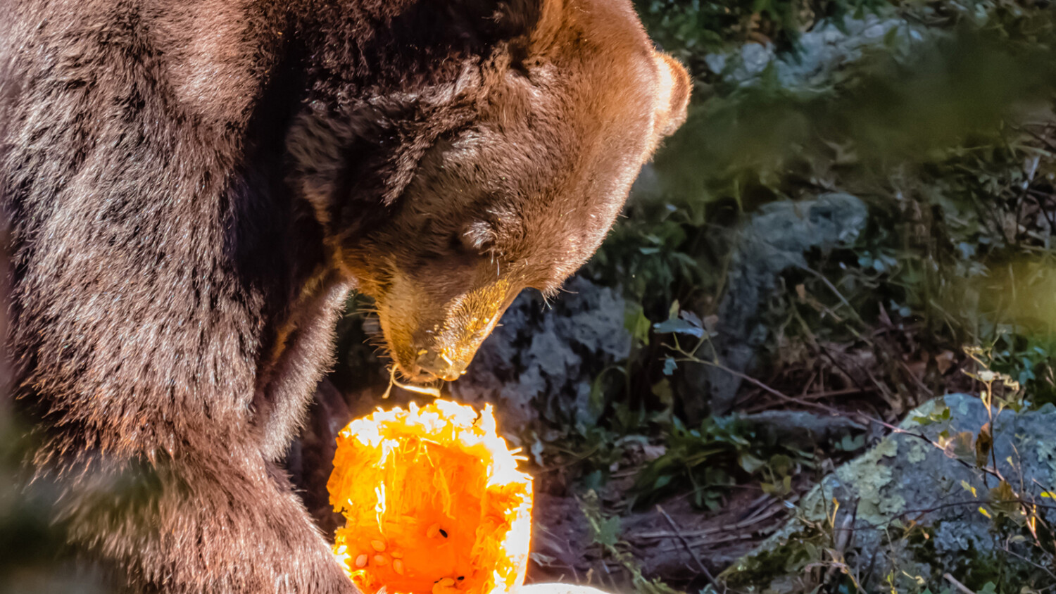 A black bear eating a pumpkin as an enrichment at Grandfather Mountain