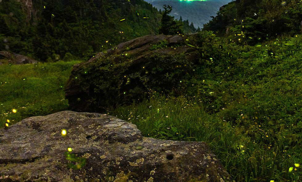 Nature Photography Weekend Grandfather Mountain