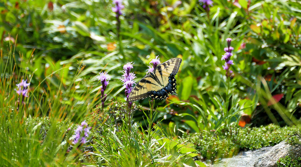 Grandfather Mtn Natural Communities