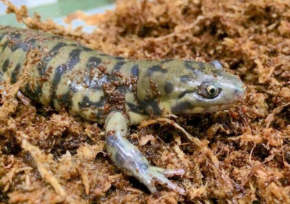 Salamanders on Grandfather Mountain