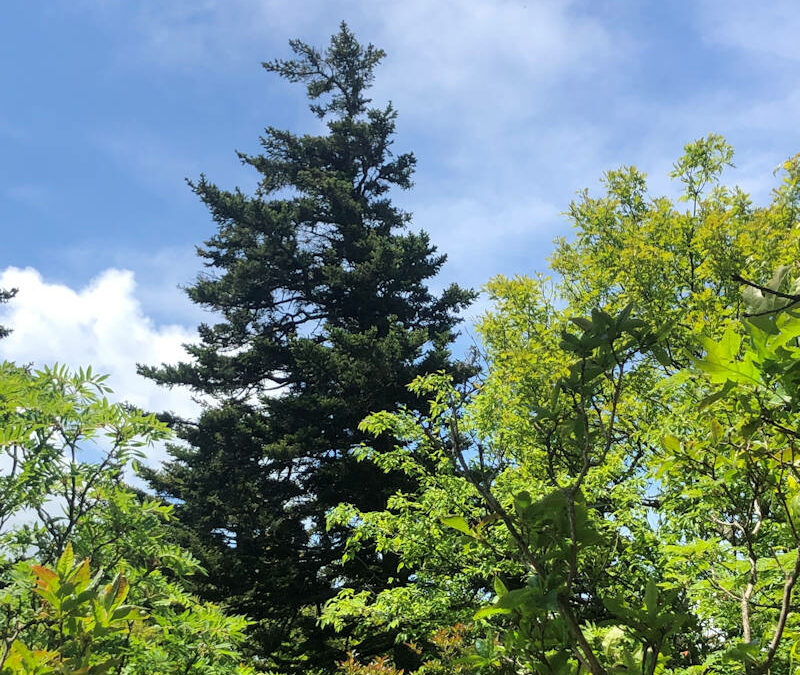 Balaji Sankaranarayanan, Sabitha Raghuraman, and Skanda Balaji in honor of Mr. Raghuraman Krishnamurthy and in memory of Mrs. Vijayalakshmi Raghuraman