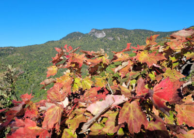 Fall Color Sept 28