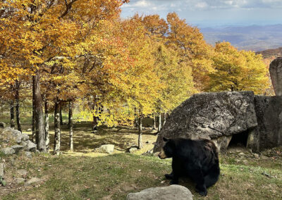 Black Bear Habitat