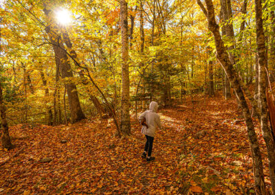 Woods Walk
