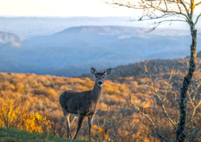 Grandmother Overlook