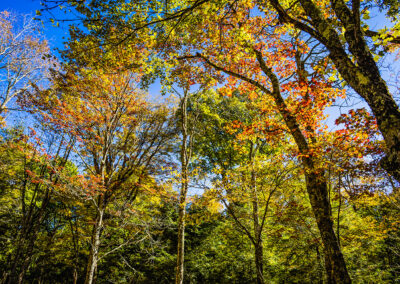 Woods Walk