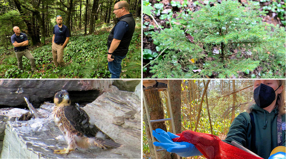 Conservation at Grandfather Mountain