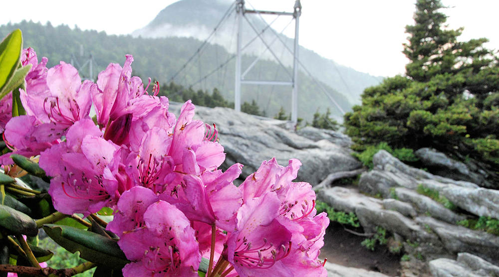 Spring at Grandfather Mountain