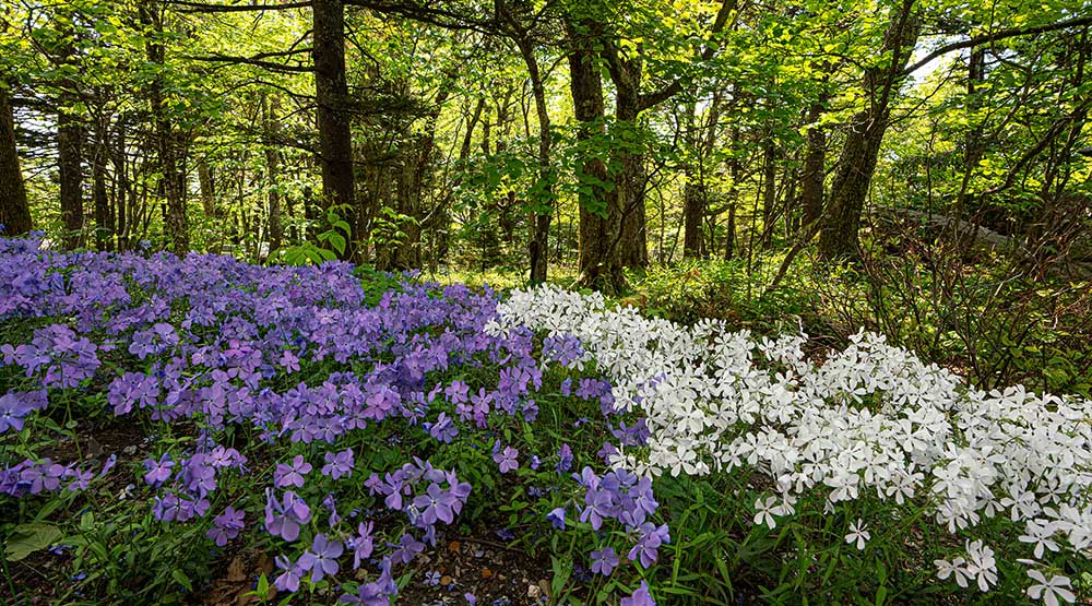 Cobey Botanical Garden