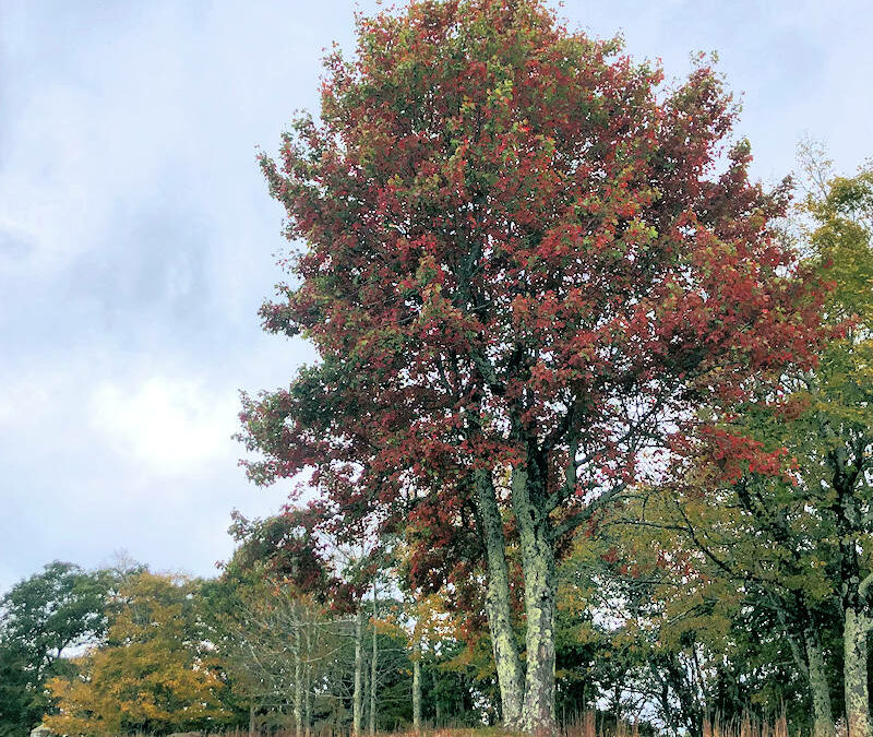 Chris and Gail Barley