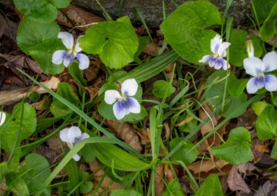 Violets | April 25
