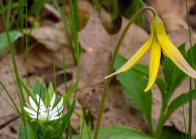 Dimpled trout lily | April 25