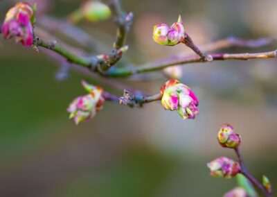 Pinkshell azalea buds | April 25