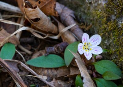 Carolina spring beauty | April 25