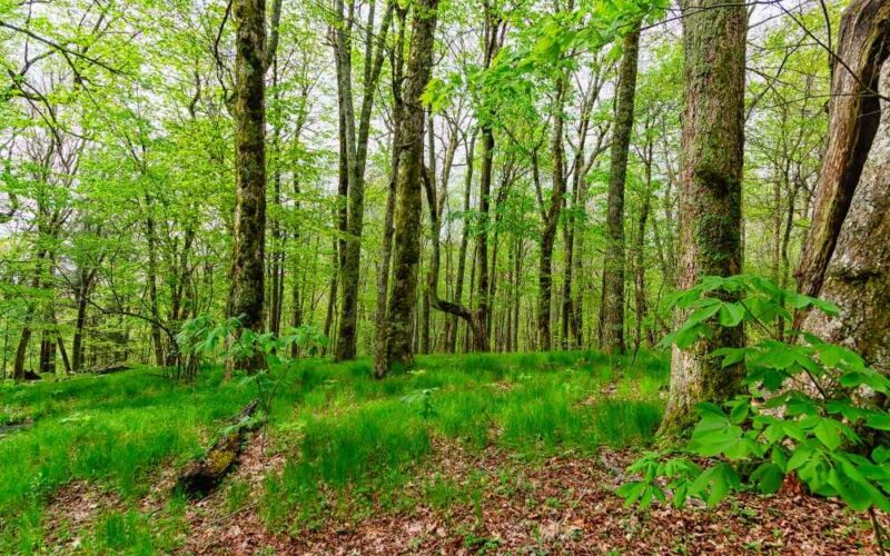 Nature-and-Forest-Therapy-e1744986639235 Nature and Forest Therapy