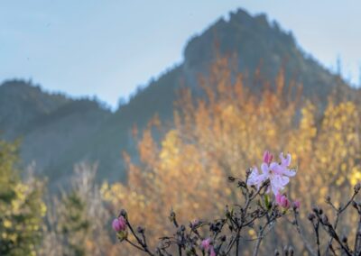Peaks and pinkshell | May 2