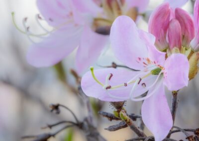 Pinkshell blooms | May 2
