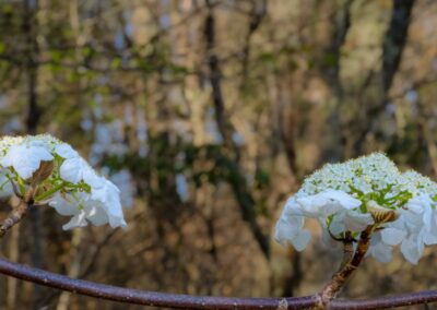 Hobblebush | May 2