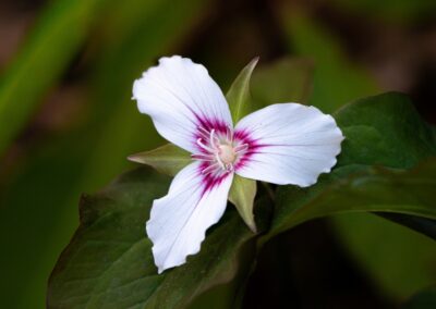 Painted trillium | May 6