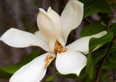 Fraser magnolia | May 13