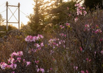 Linville Peak | May 16
