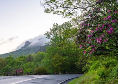 Catawba rhododendron | May 23