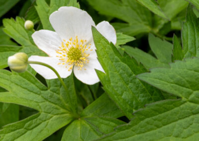 Meadow anemone | May 27