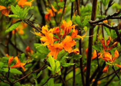 Flame azalea | May 27