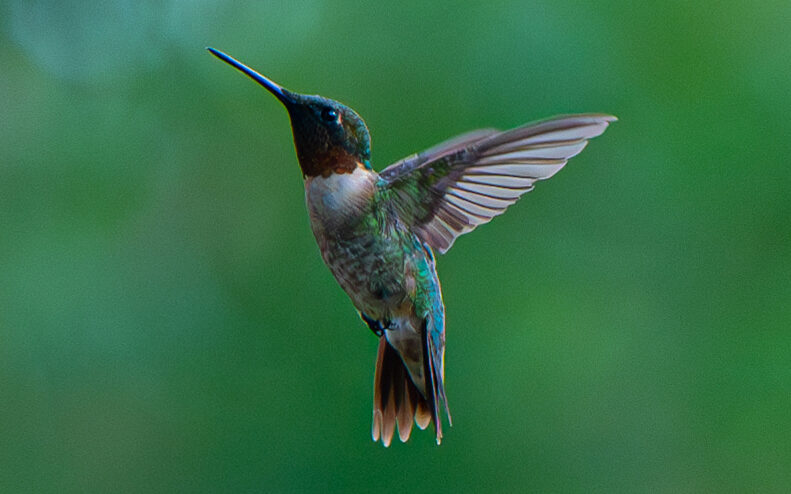 AFC Hummingbirds