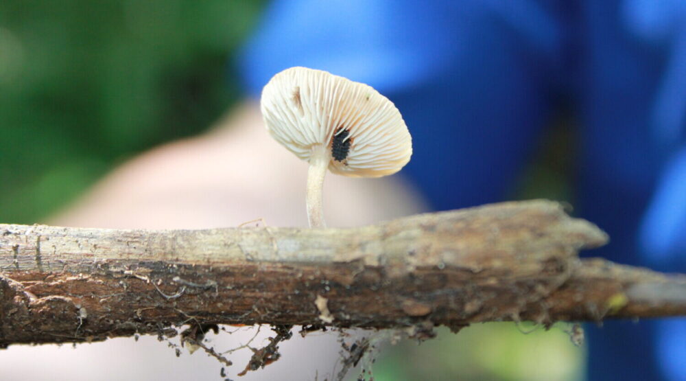 Fungi in the Cloud Forest