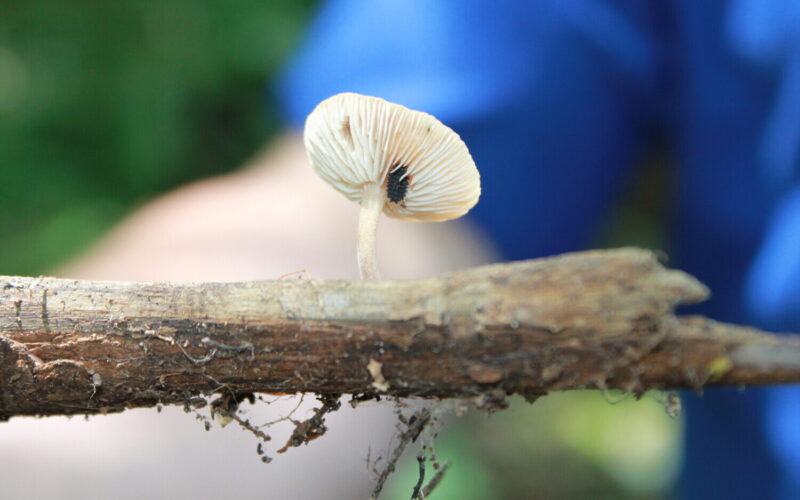 Fungi in the Cloud Forest