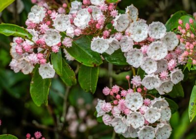 Mountain laurel | June 3