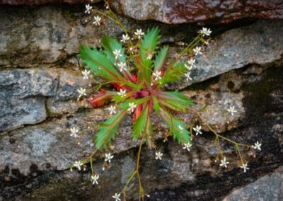 Carolina saxifrage | June 10