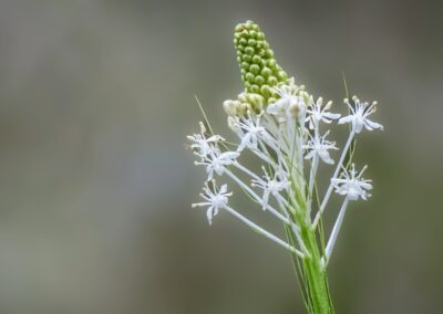 Turkeybeard | June 13