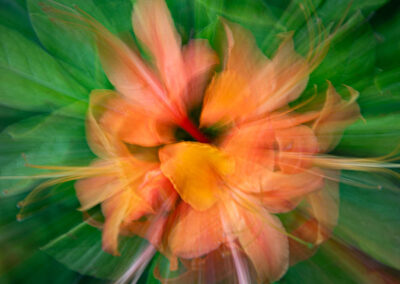 Wildflowers Advanced 1st Place: Michael Little