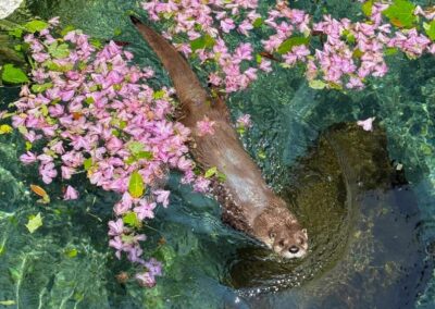 Uno the otter | June 5