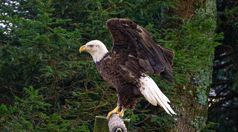 Grandfather Mountain welcomes Leroy the bald eagle