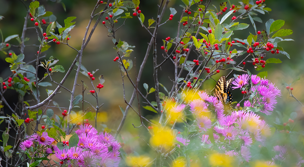 Cobey Botanical Garden